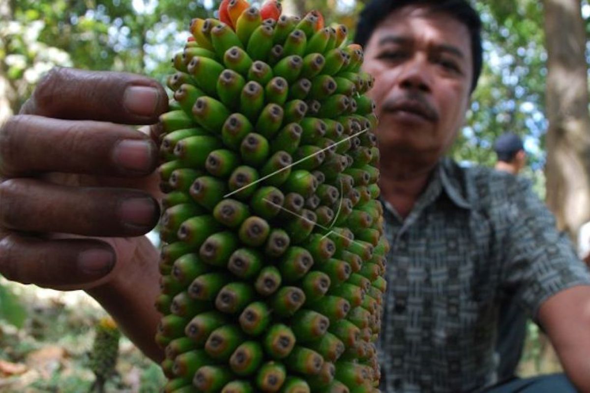 Kabupaten Banyuasin jadi sentra budi daya tanaman porang