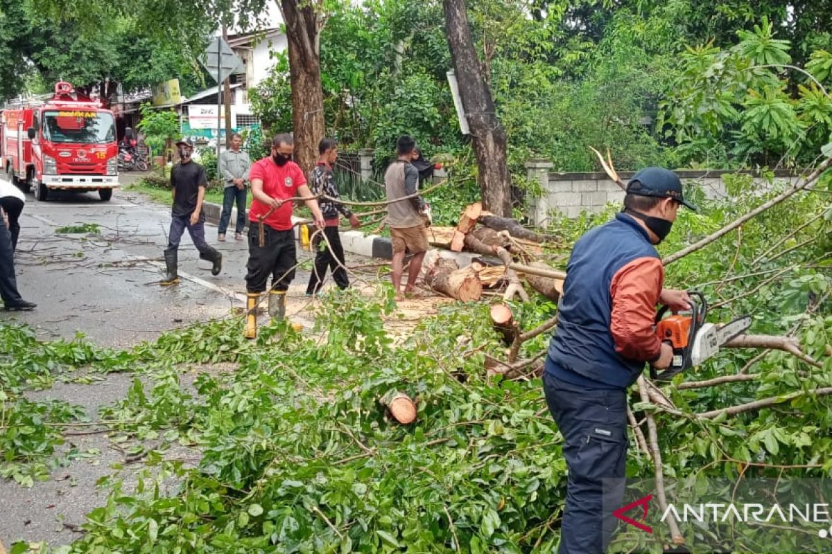 Pohon tumbang timpa kabel listrik-rumah di Aceh Besar