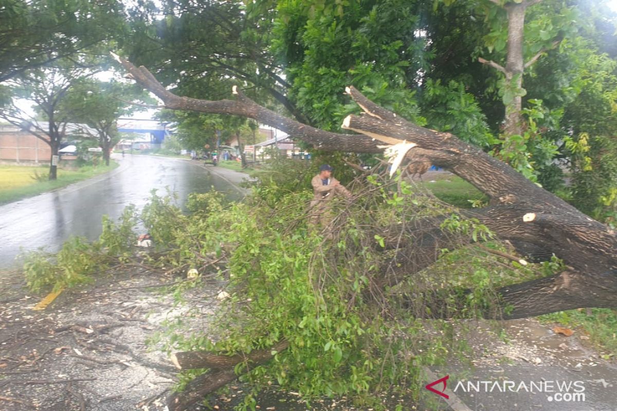 Pohon tumbang akibat angin kencang di beberapa wilayah Aceh