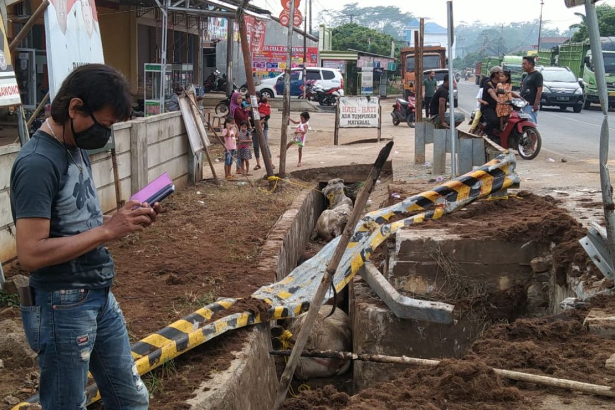 Truk bermuatan  sapi terguling di jalan Simpang Sribhawono Lampung Timur