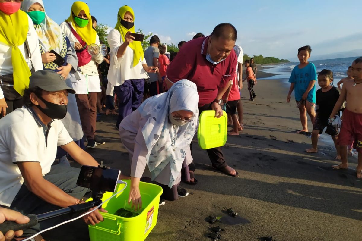 Pasangan SALAM melepasliarkan puluhan ekor tukik di pantai Mataram