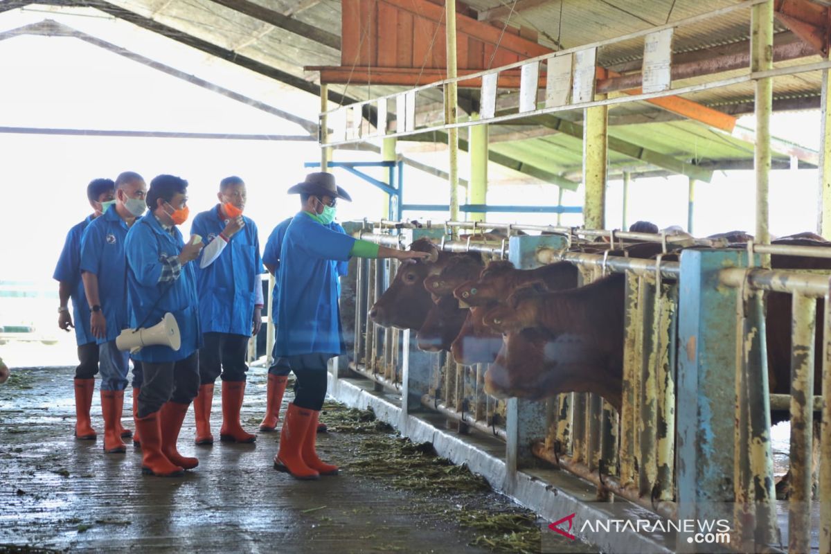 Dorong ternak sapi unggul, Mentan berencana perbanyak balai embrio