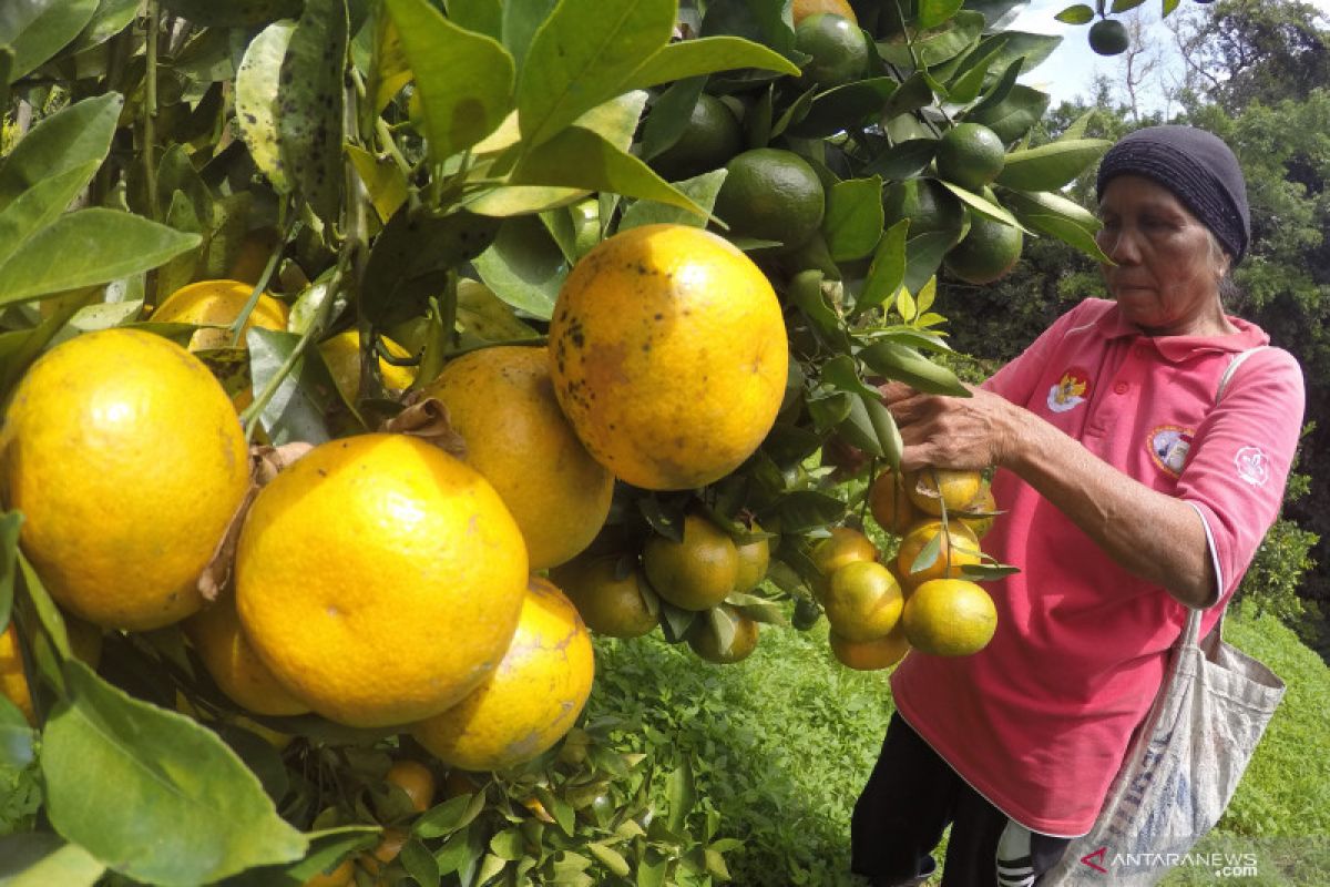 Pentingnya asupan vitamin C dan D pada masa pancaroba dan wabah COVID-19