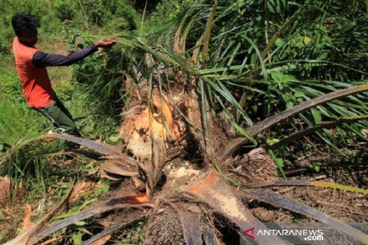 Sekelompok gajah obrak-abrik 4 Hektare kebun kelapa sawit milk petani di Aceh Barat