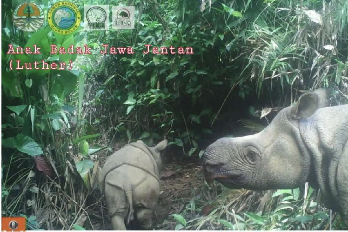 Sepasang badak jawa lahir di Taman Nasional Ujung Kulon