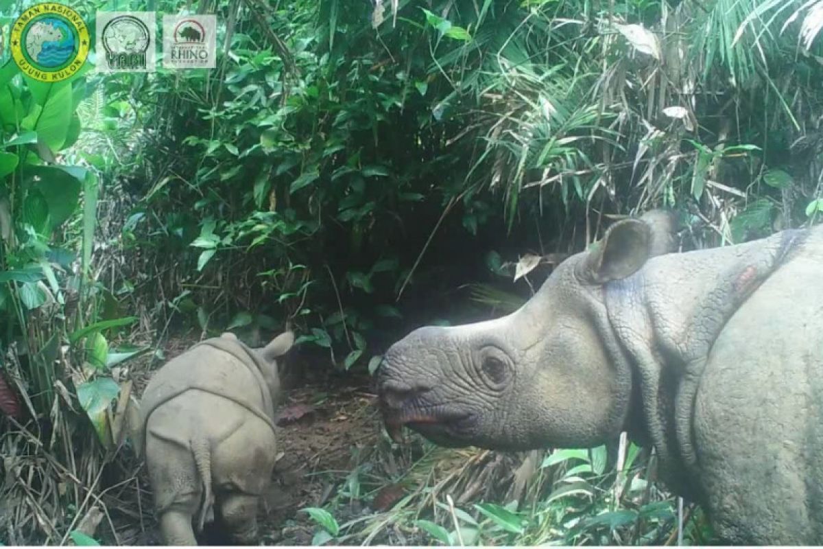 Semarakkan HKAN, dua anak Badak Jawa lahir di TN Ujung Kulon