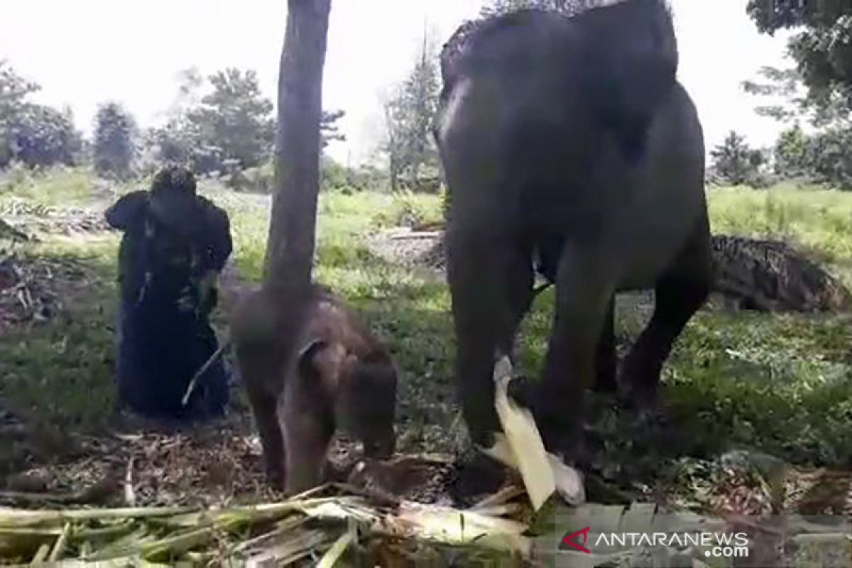 Gajah sumatera korban jerat melahirkan bayi betina di PLG Minas Riau