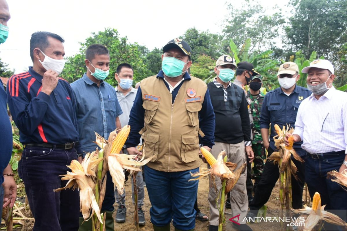 Kampar atasi pandemi COVID-19 dengan tanam jagung
