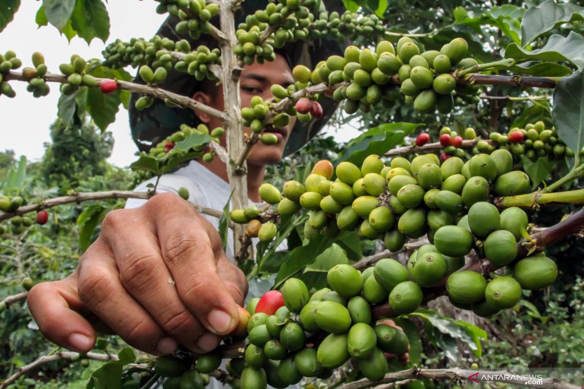 Bantu masyarakat budidayakan kopi dan coklat, kata Legislator Kalteng