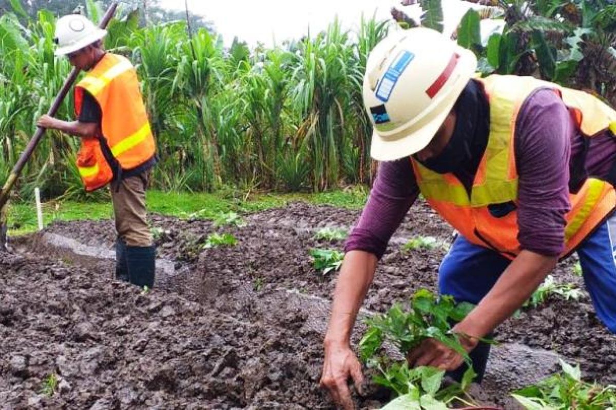 Hasil Penelitian UNIPA ungkap ekstrak tailing PTFI tingkatkan produksi pangan lokal