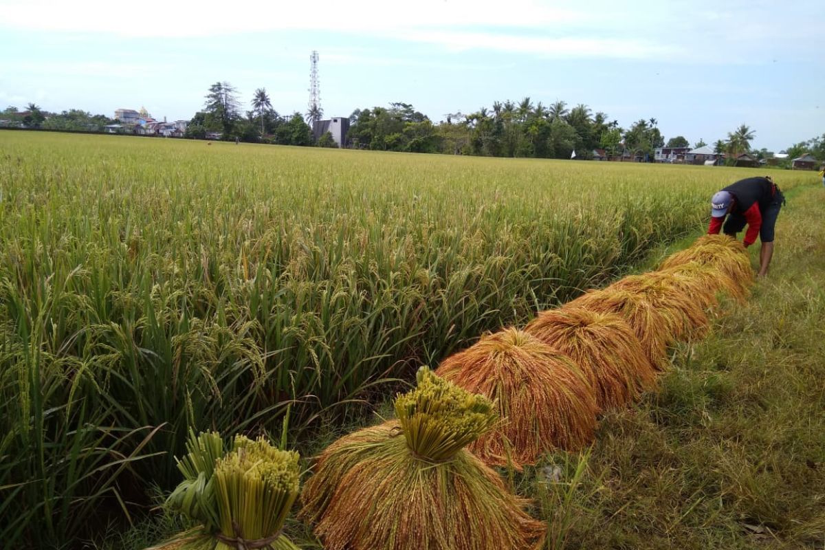 Hari Tani, Peran petani dalam rantai pasok beras perlu ditingkatkan