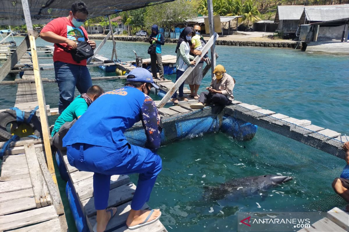 Seekor lumba-lumba terdampar di pesisir Sumbawa dikembalikan ke laut