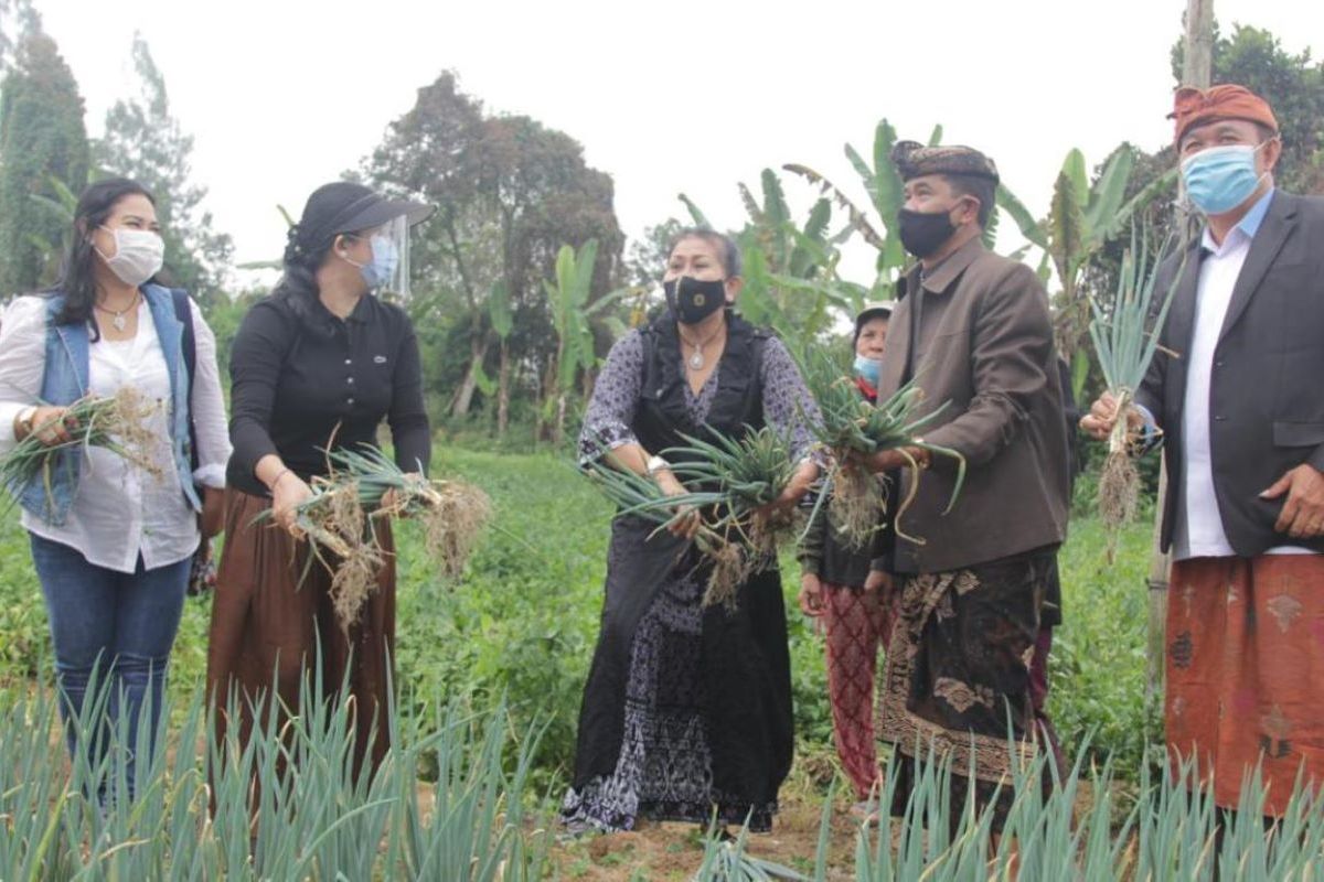 Ketua PKK Bali ajak Petani Tabanan budidayakan sayuran lokal