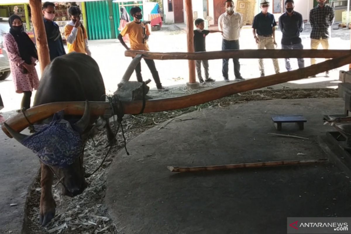 Penggilingan tebu menggunakan tenaga kerbau masih lestari di Nagari Lawang Agam (Video)