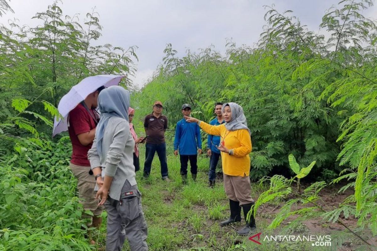 Pemprov NTB memastikan lima desa siap menerima bantuan sapi impor