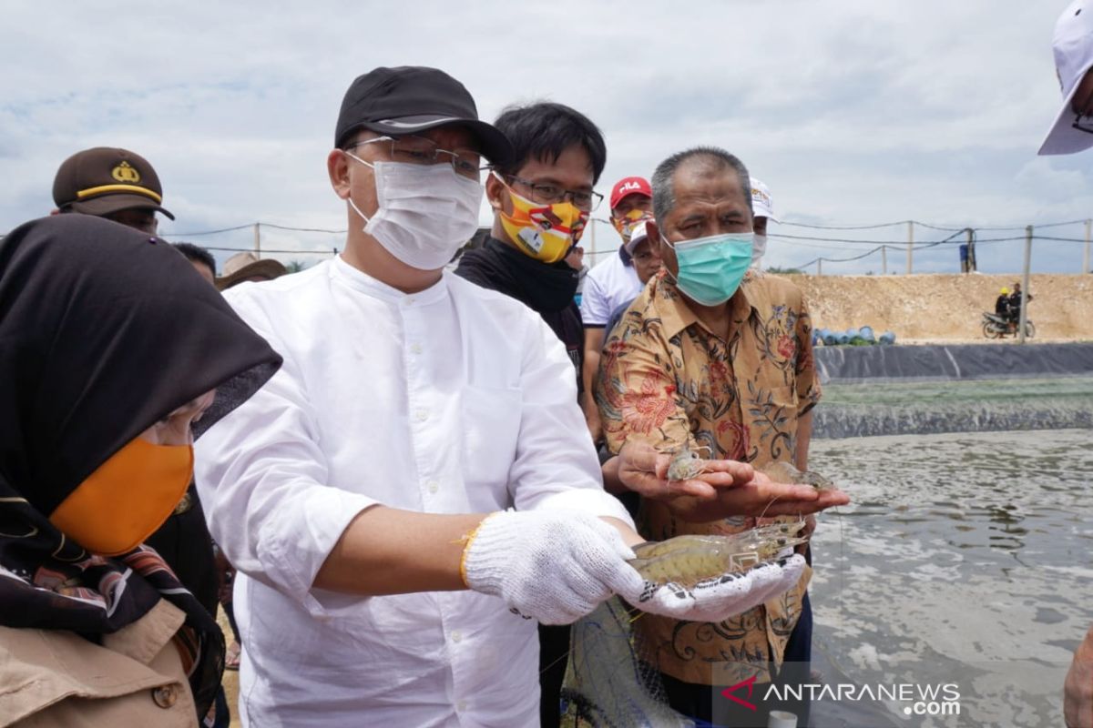 Udang vaname Bengkulu tembus pasar internasional