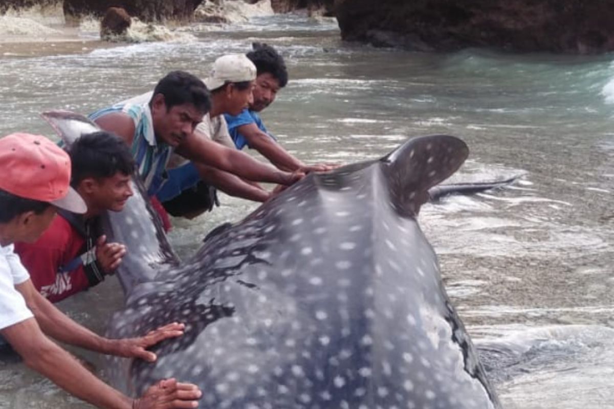 Nelayan selamatkan hiu paus yang terjerat jaring