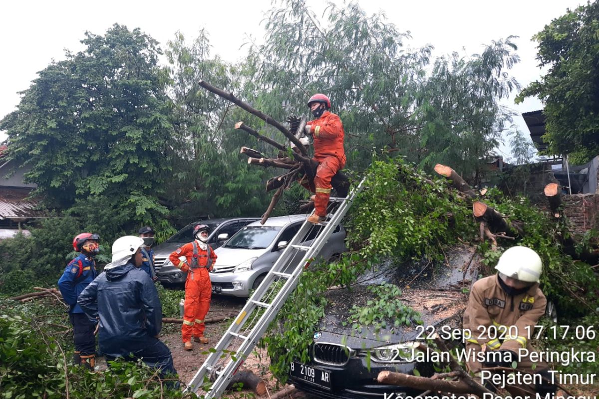 Pohon beringin tumbang timpa mobil mewah di Pasar Minggu