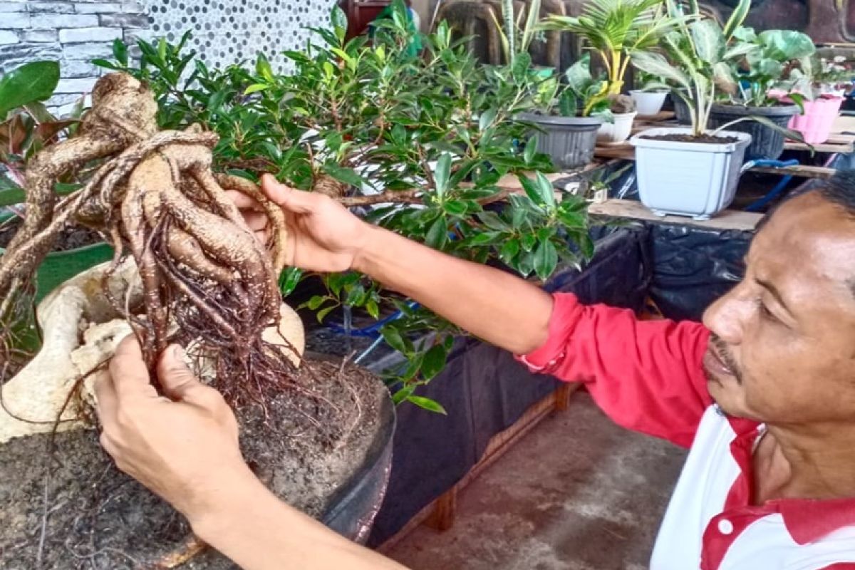 Di tengah pandemi COVID-19, warga Mesuji justru alami "demam" bonsai