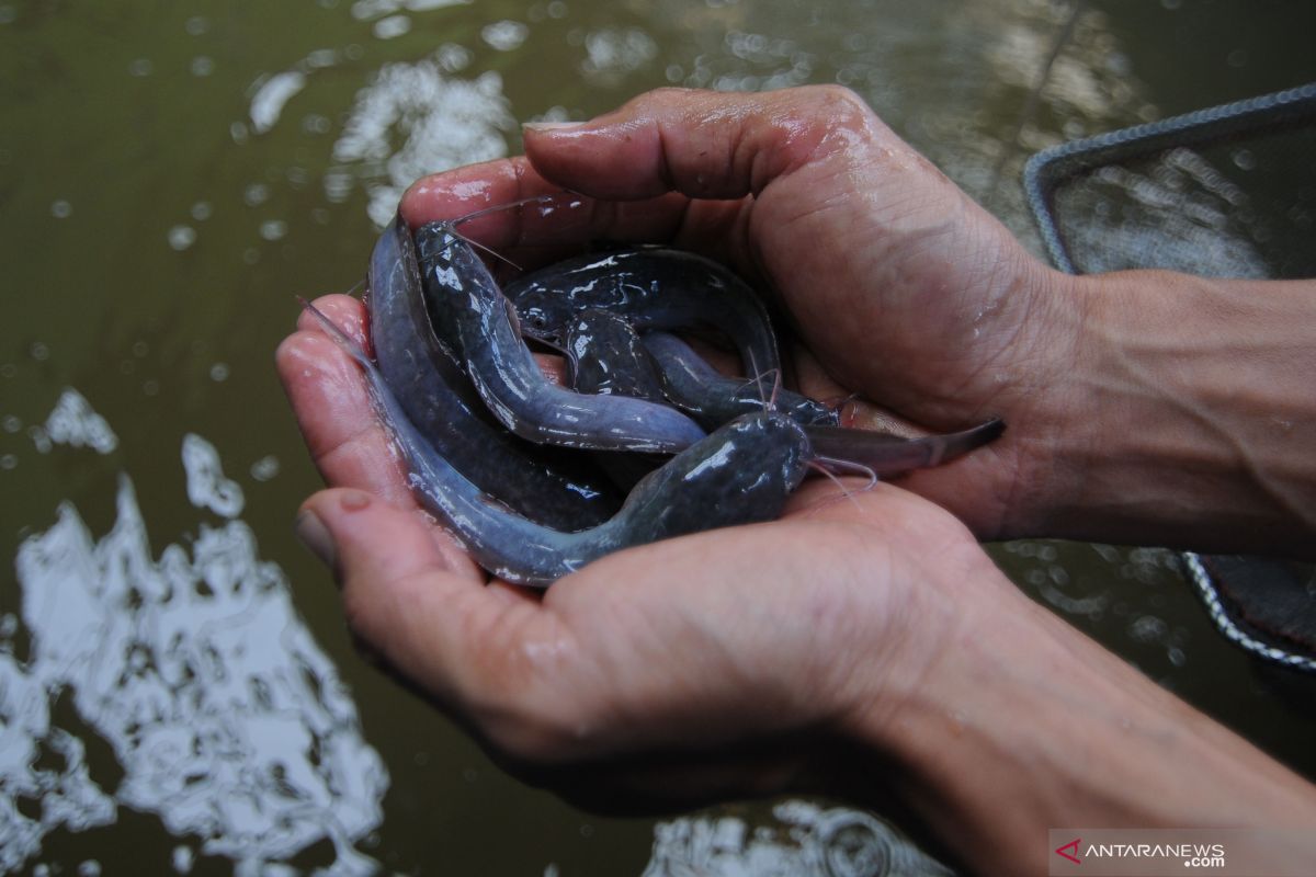 Rencana untuk konsumsi pribadi, hasil budidaya ikan di pekarangan rumah melimpah