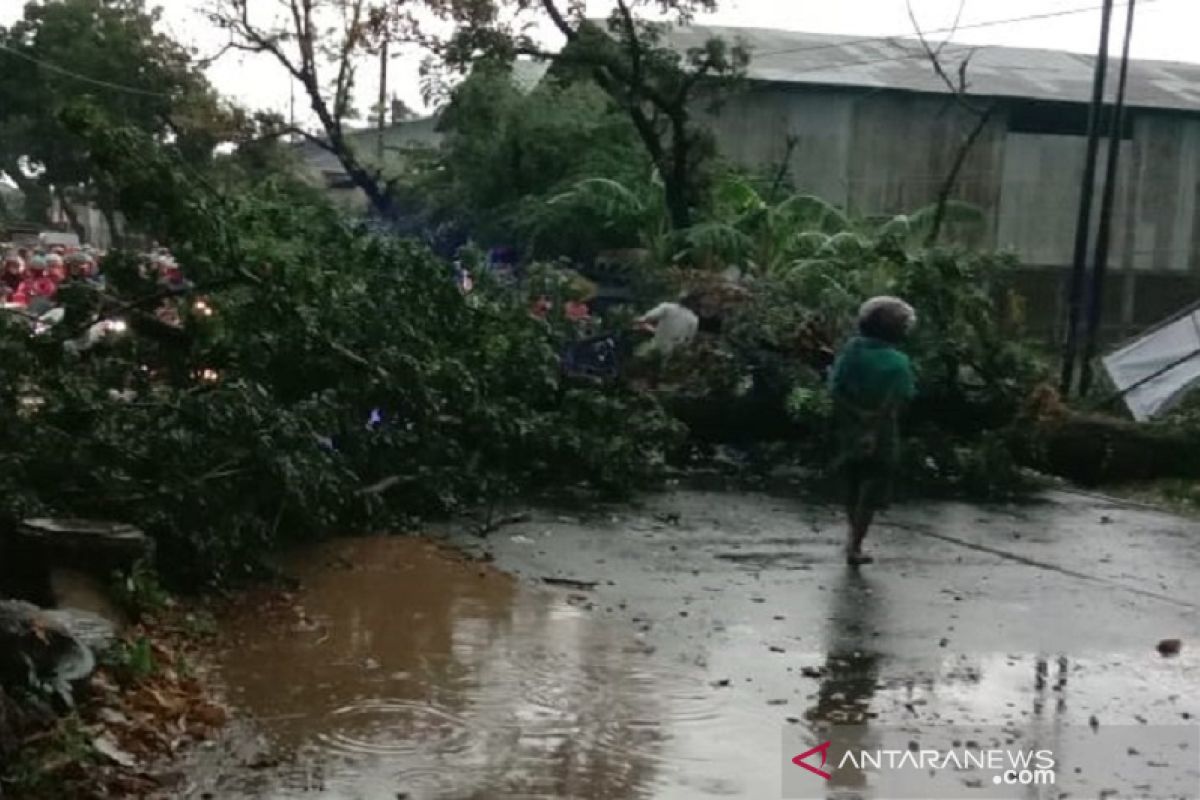 Puluhan pohon di Kudus tumbang diterjang angin kencang