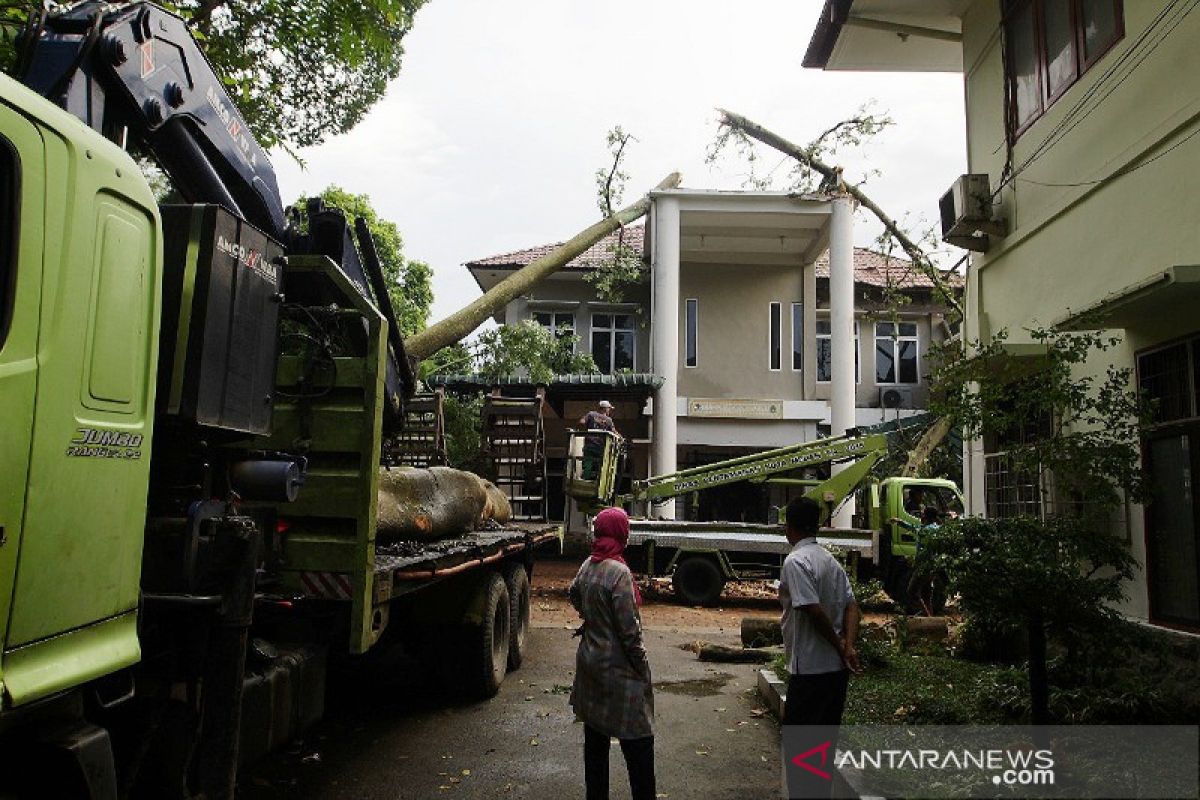 Kantor BBKSDA Sumut rusak ditimpa pohon tumbang