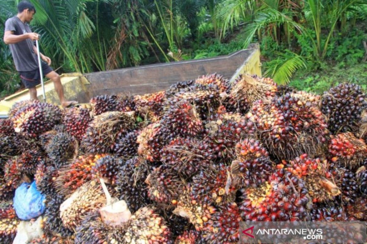 Harga jual TBS kelapa sawit di Aceh Barat naik menjadi Rp1.710 per kilogram