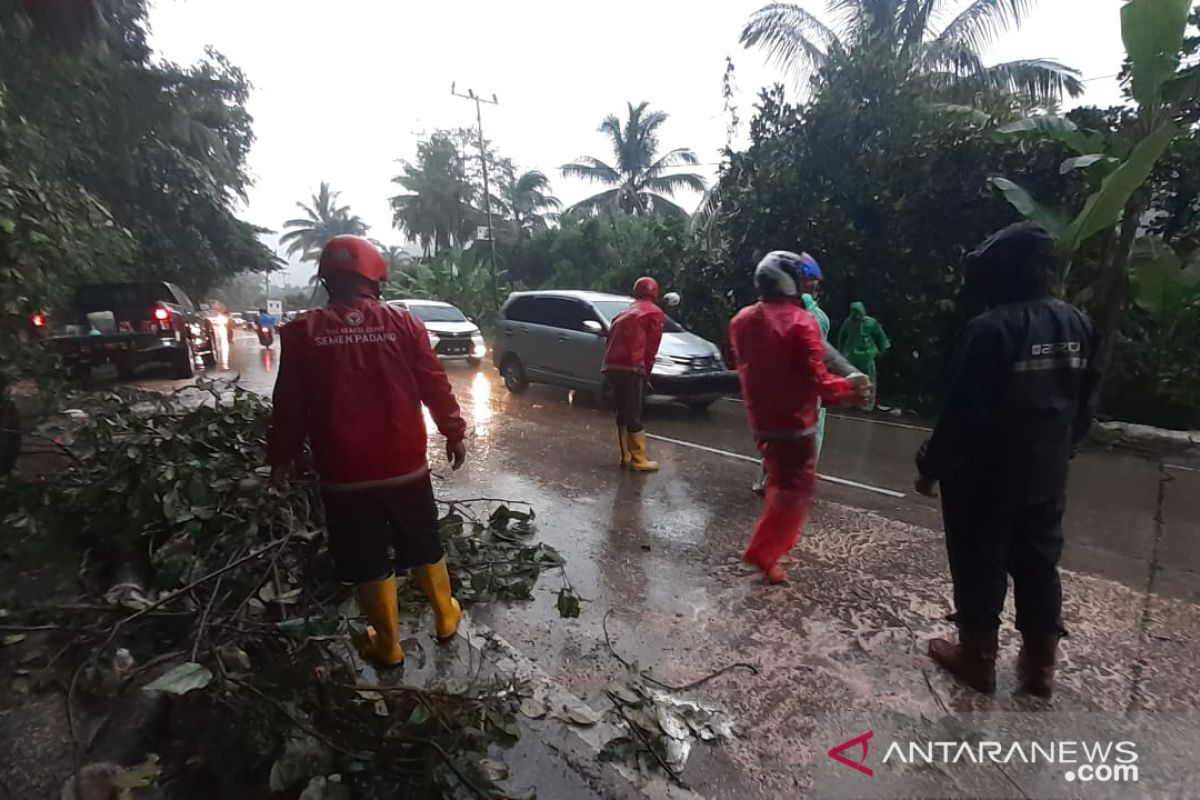 Pohon Tumbang di Jalan Raya Padang-Solok, PT Semen Padang kerahkan relawan TRC