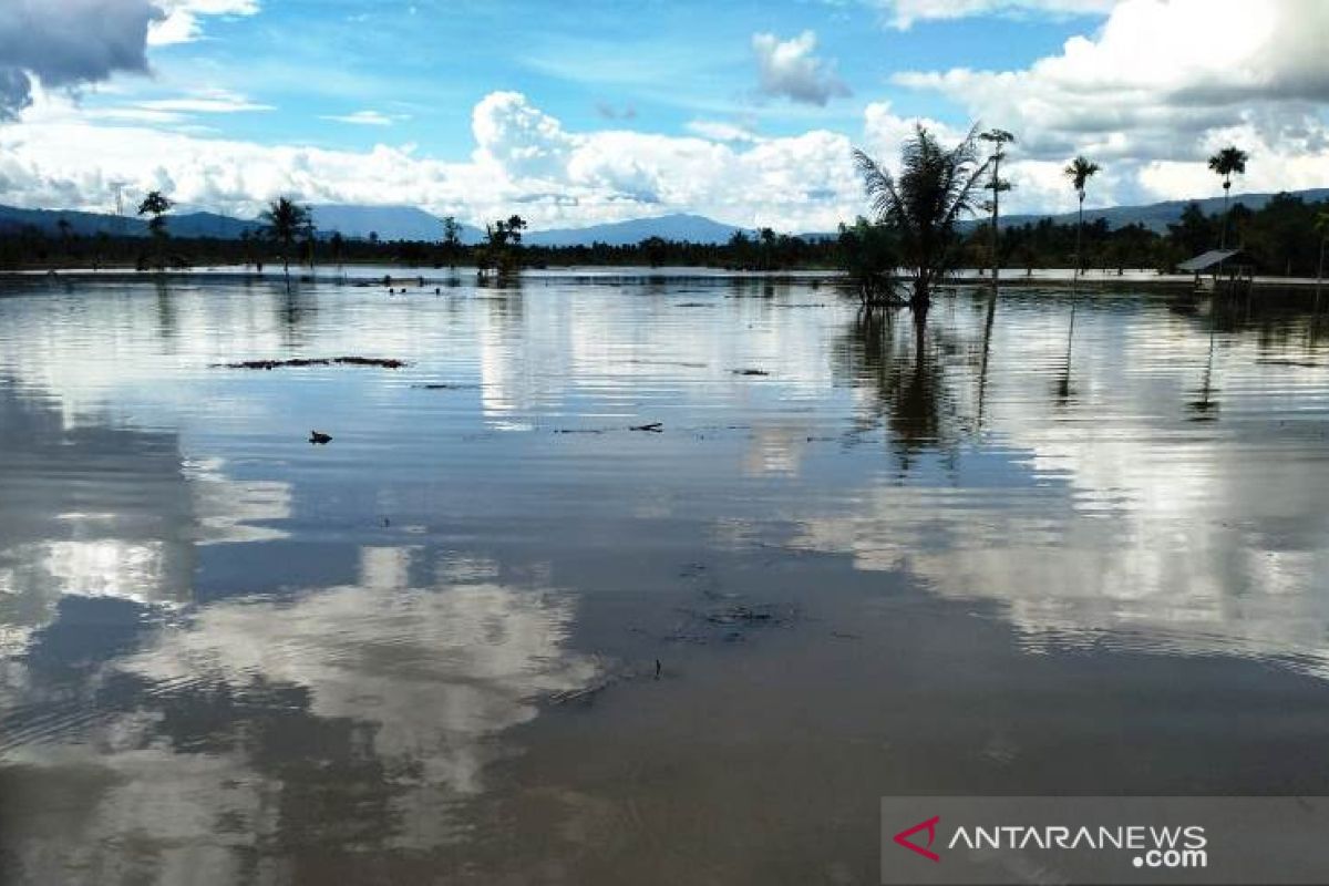 Puluhan hektare sawah siap tanam di Tapsel terendam banjir