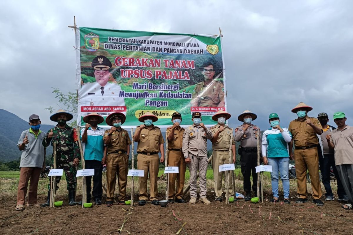 Bupati Morowali Utara pimpin gerakan tanam jagung hibrida