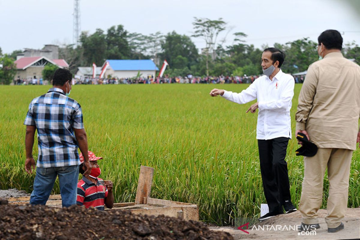 Presiden minta model bisnis "food estate" Kalteng-Sumut segera disusun