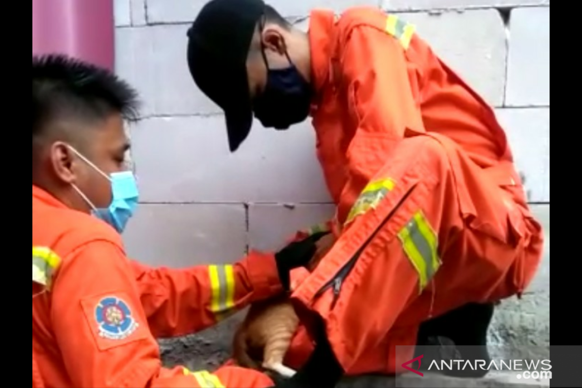 Damkar Kembangan selamatkan kucing terjebak di celah rumah