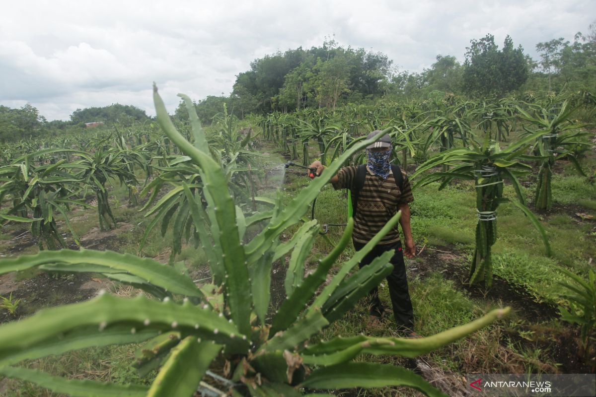 Damage to peatlands could erase local people's identity: Pantau Gambut