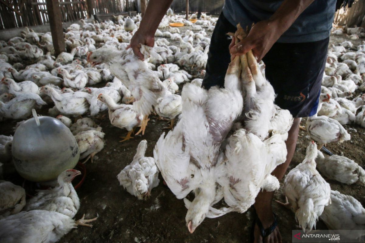 Harga ayam potong naik Rp2.000, peternak sebut permainan pembibit