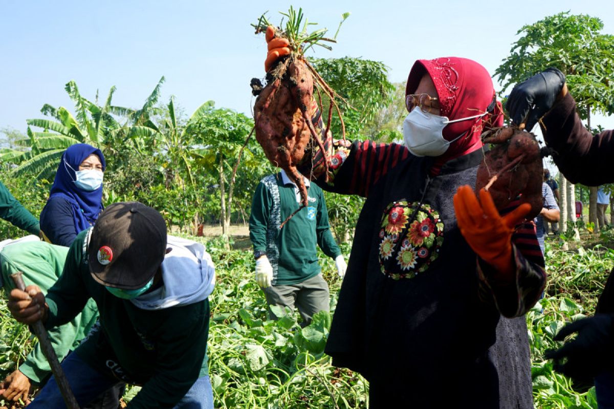 Risma siapkan lahan BTKD Lakarsantri jadi pusat agrowisata