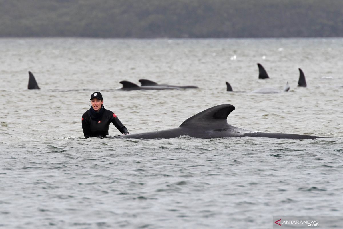 Australia rencanakan pembuangan ratusan bangkai paus yang terdampar