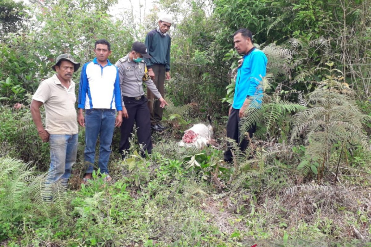 Ternak warga Agam dimangsa satwa liar