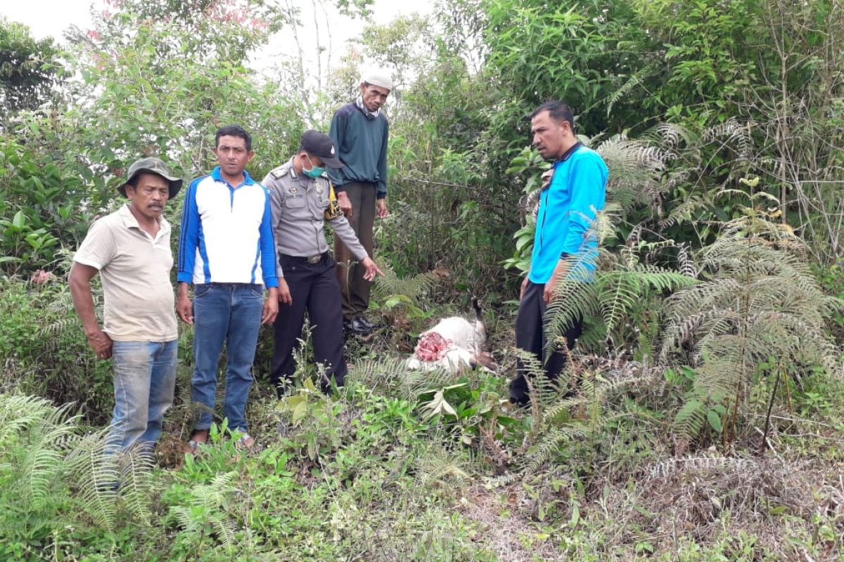 Ternak warga Agam mati dimangsa satwa liar