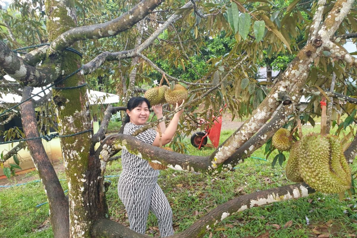 DPRD Gorut dukung cita-cita bupati kembangkan potensi wisata buah