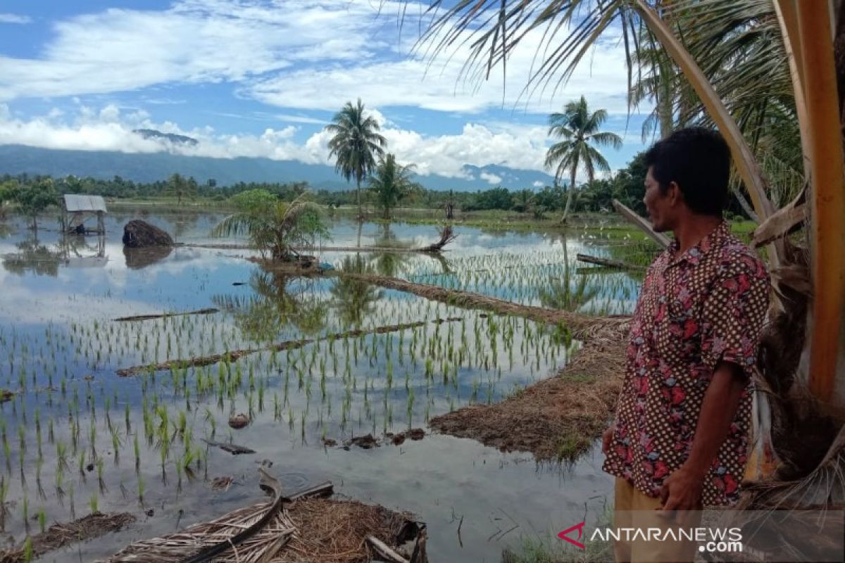 Ratusan hektare sawah di Tapsel terendam banjir, tanaman petani terancam puso