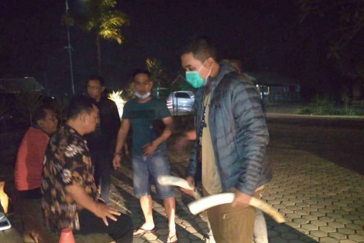 Polda Lampung dan Tim TNBBS tangkap pelaku penjualan gading