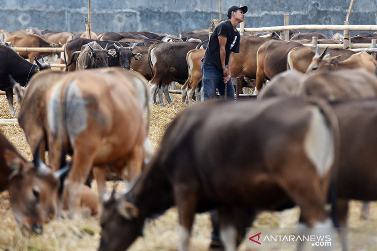 Seluruh peternak sapi di Pulpis diimbau ikut program AUTS