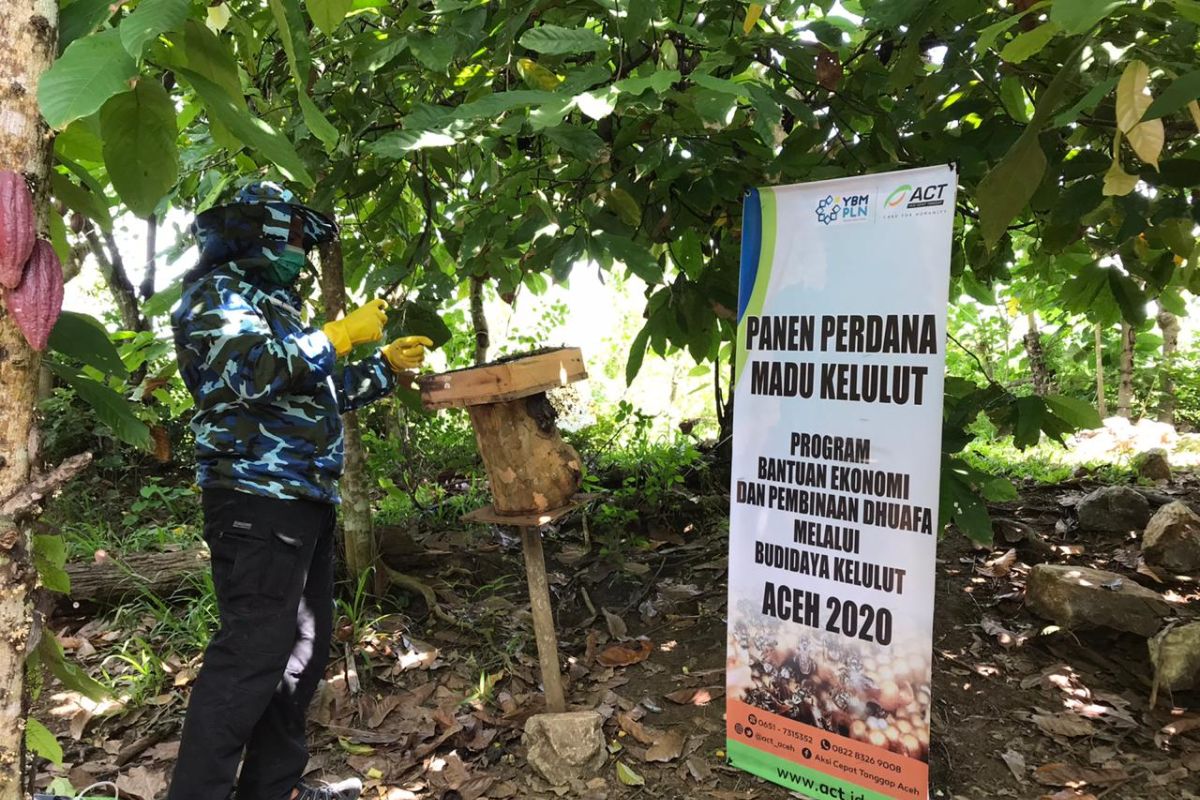 Petani Binaan ACT Aceh-YBM PLN panen madu kelulut