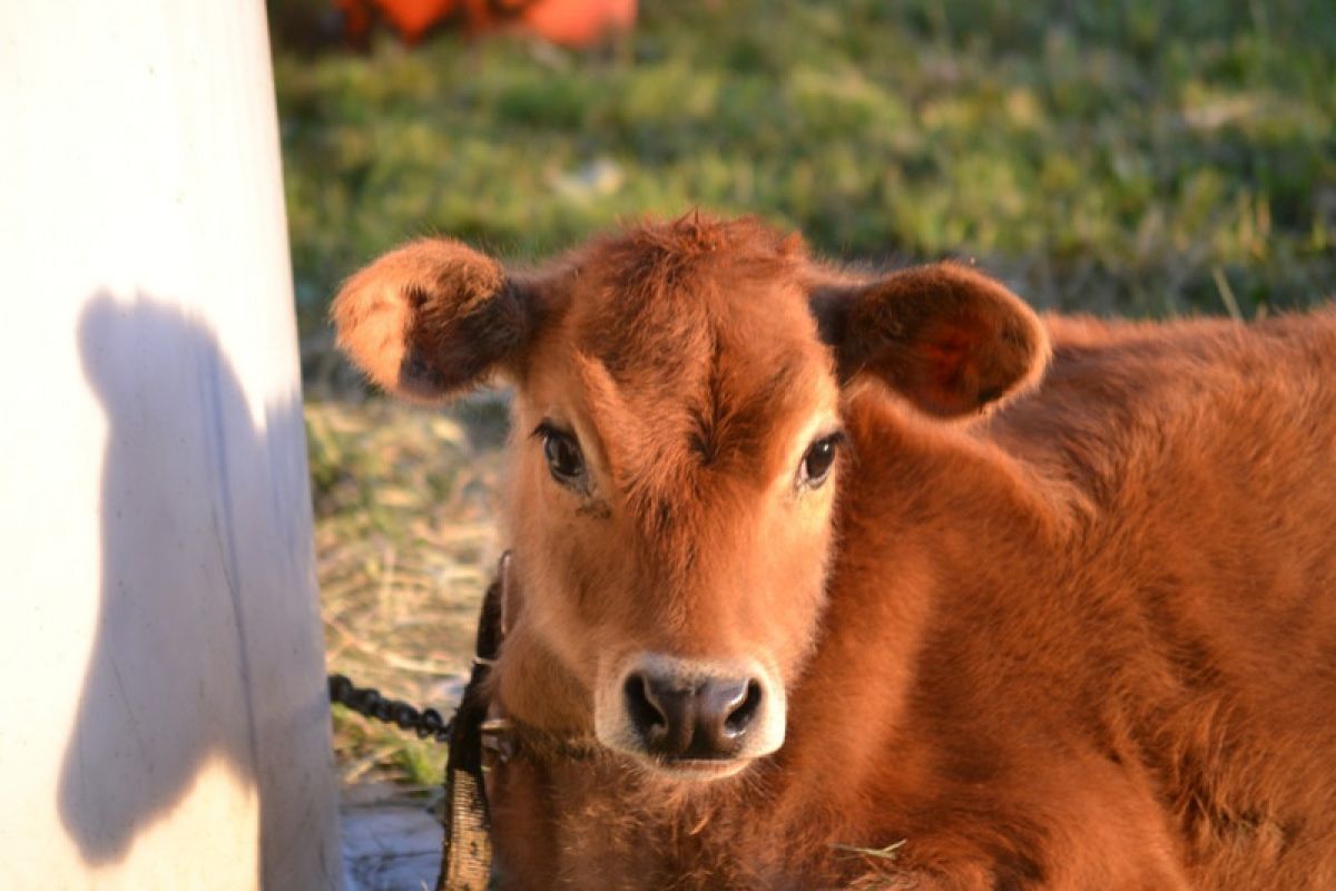 Mengenal susu Jersey dari sapi  cokelat yang mungil