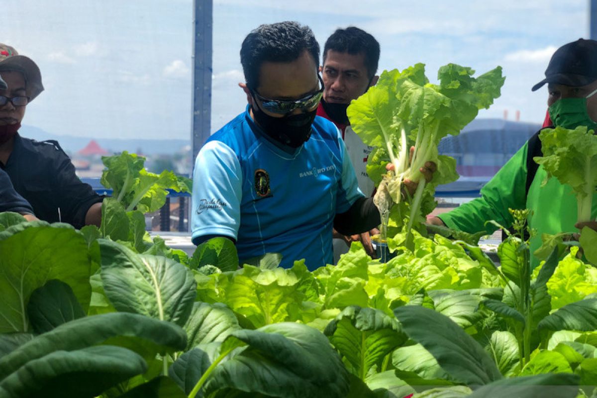 SMP Piri Yogyakarta manfaatkan rooftop guna budidaya sayur hidroponik