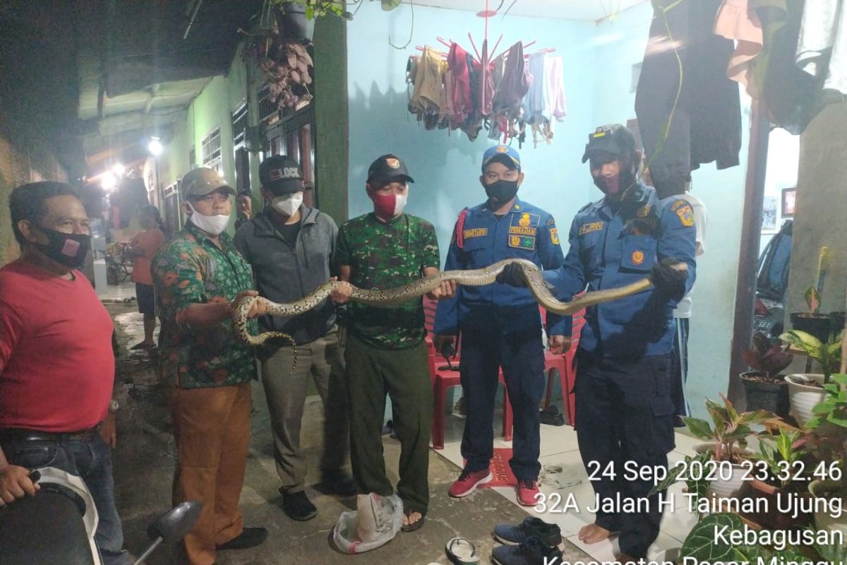 Firefighters get hold of python in South Jakarta's bathing room