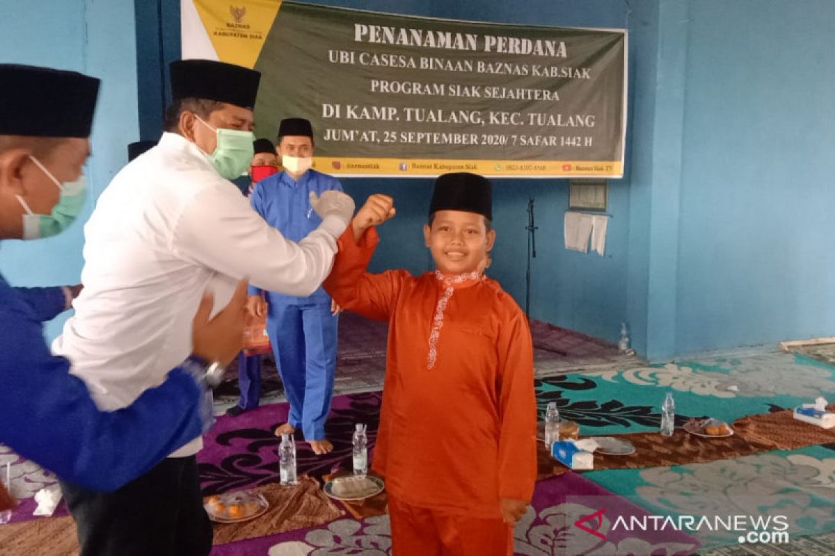 Hujan-hujanan, Bupati Siak ikut tanam perdana ubi racun di Tualang