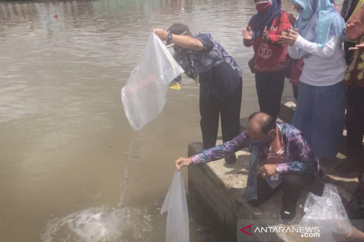 Banjarmasin releases 5,000 mascot fish into Martapura River