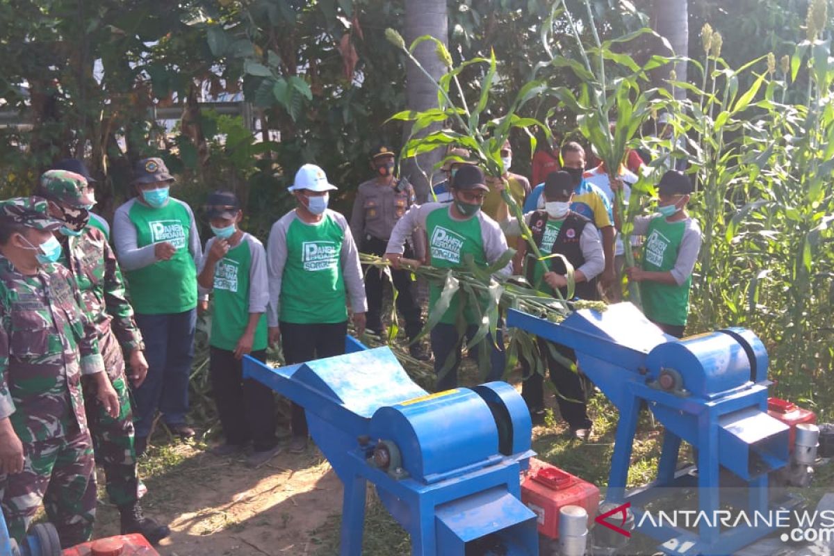 Bupati Situbondo: Sorgum jadi solusi sulitnya pakan ternak