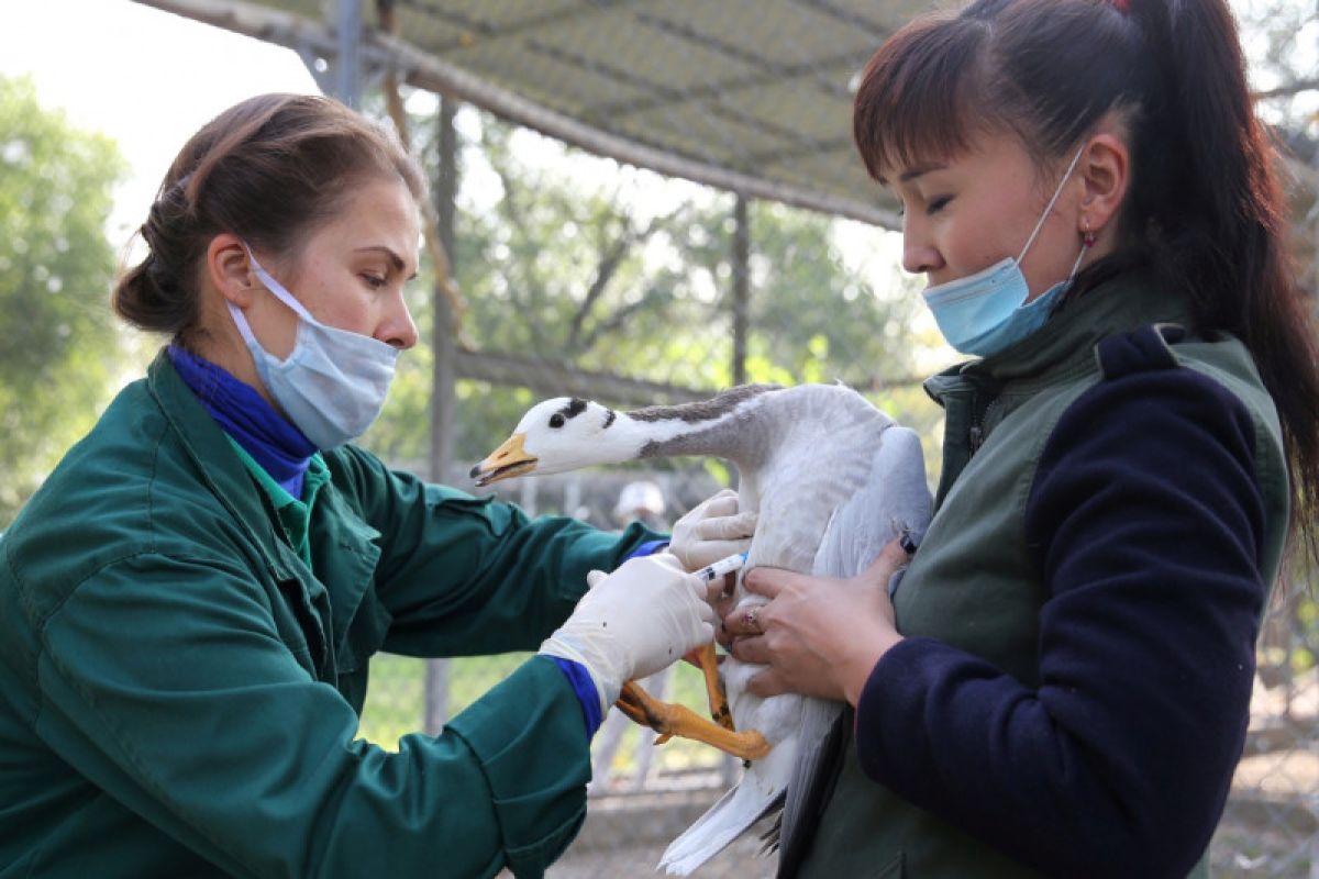 Belanda musnahkan 200.000 ayam usai deteksi kasus flu burung kedua